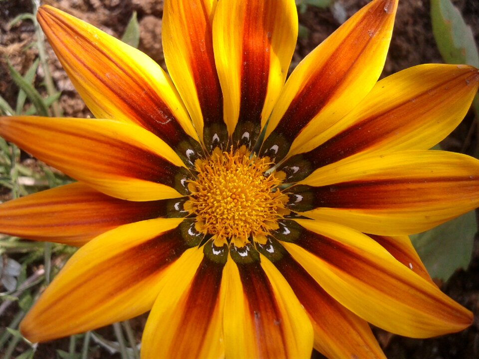 Flower south africa bright