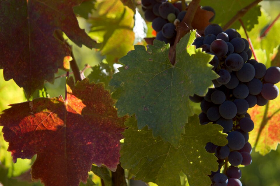 Grapes wine autumn leaves