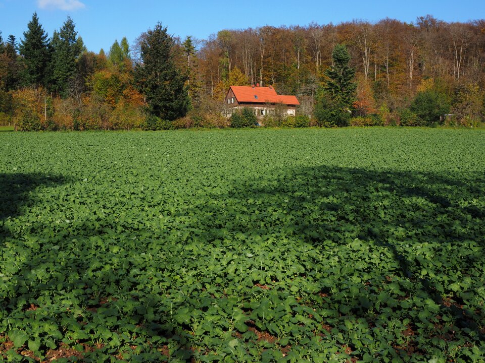 Green manure oilseed rape brassica napus