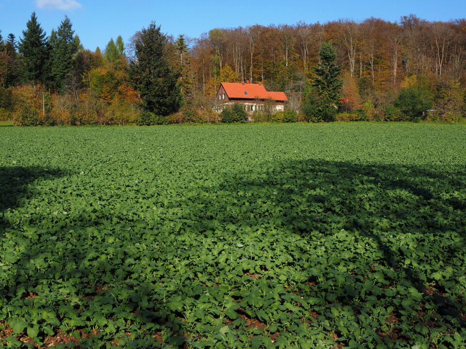 Green manure oilseed rape brassica napus photo