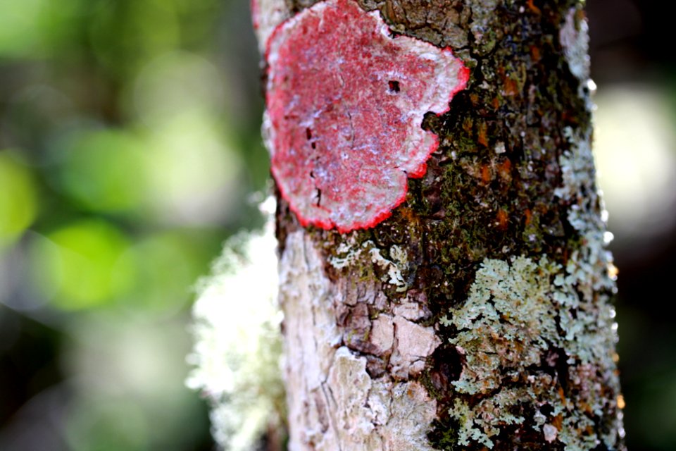 Lichen
