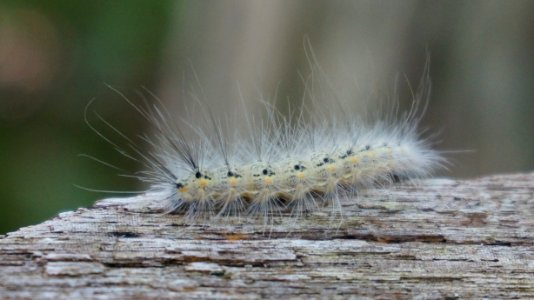 Fuzzy caterpillar photo