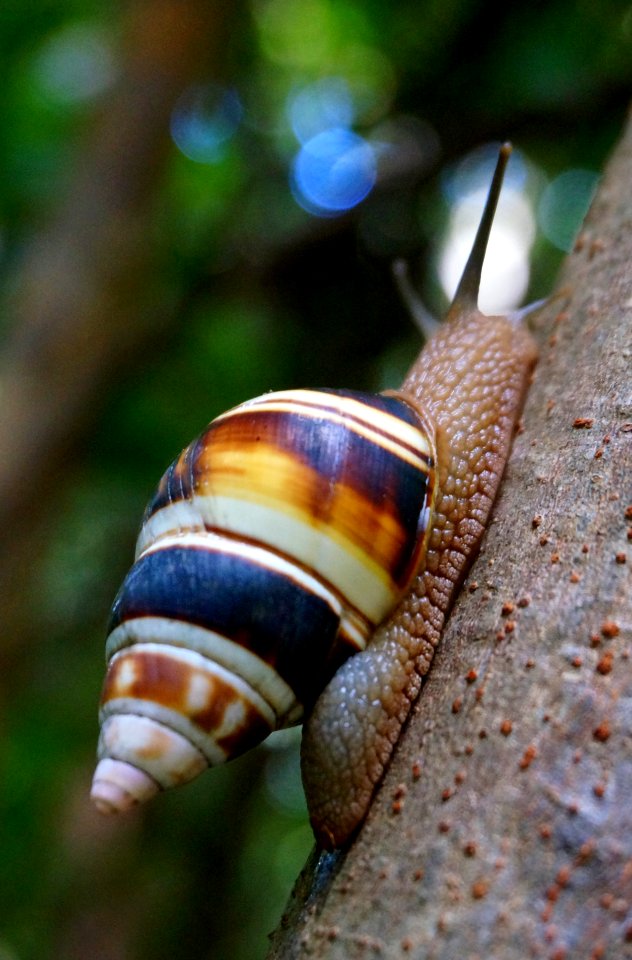 Liguus Tree Snail
