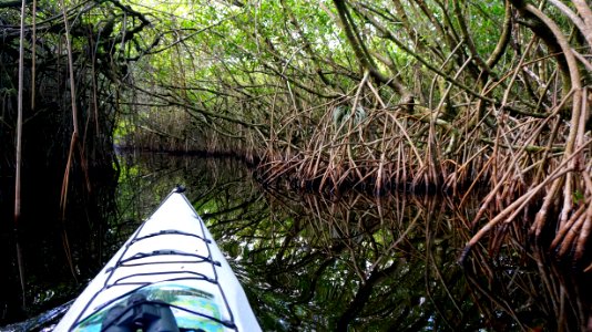 Turner River mangroves