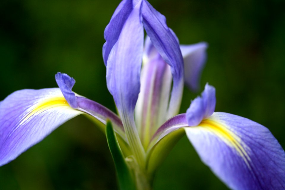 Blue Flag Iris