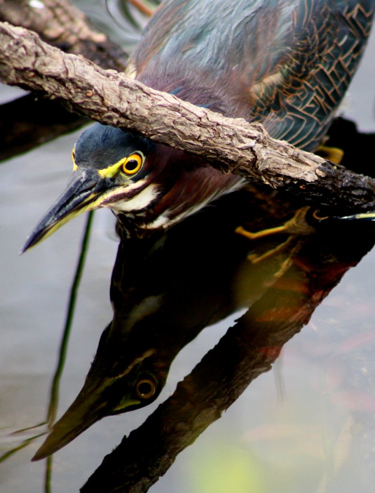 Green Heron