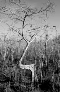 Cypress tree photo