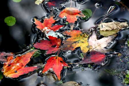 fall leaves