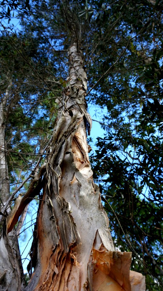 Melaleuca Tree