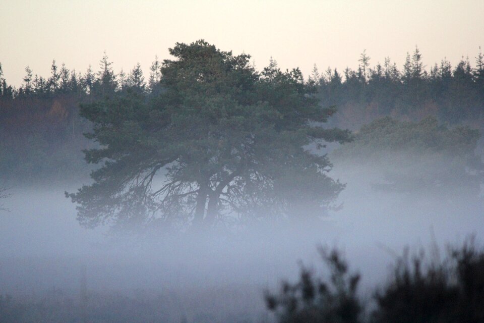 Patch fog mystical forest