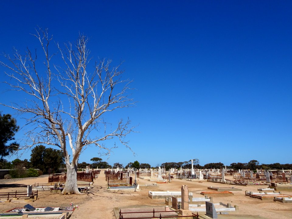 Kadina. Cemetery for people and trees.