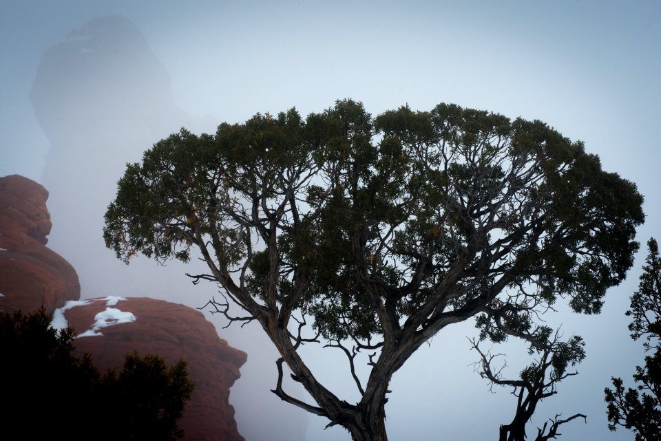 Juniper & fog, Garden of Eden.