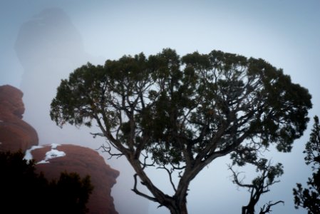 Juniper & fog, Garden of Eden.