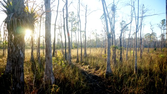 Hiking the Florida Trail in the Morning