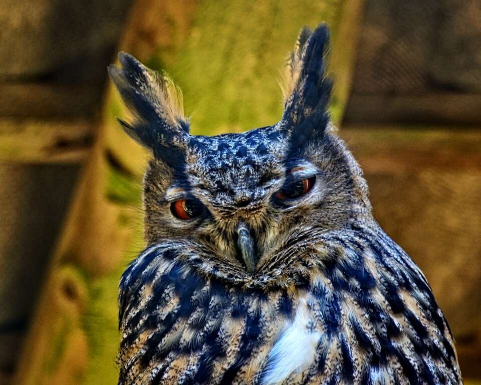 Owl night active portrait eyes