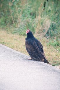 Turkey Vulture photo