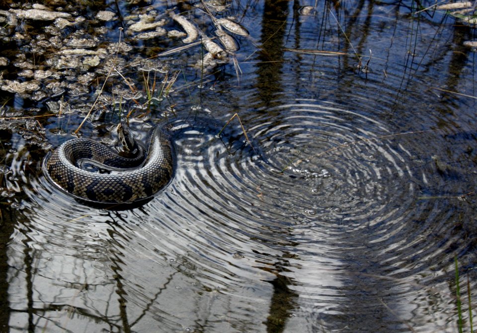 Water Mocassin