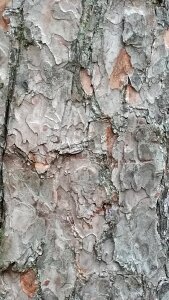 Trunk tree trunk texture photo