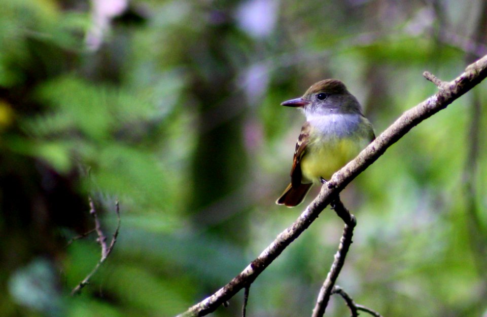 great crested flycatcher