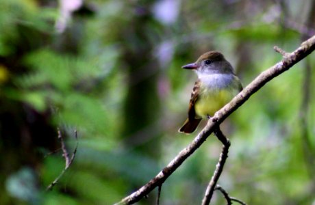 great crested flycatcher photo