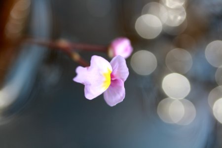 Purple bladderwort photo