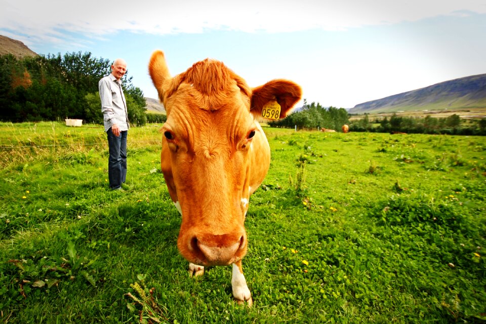 Cow iceland animals