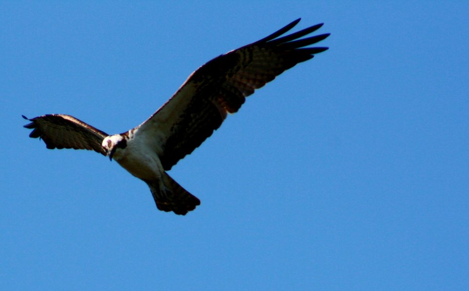 Osprey