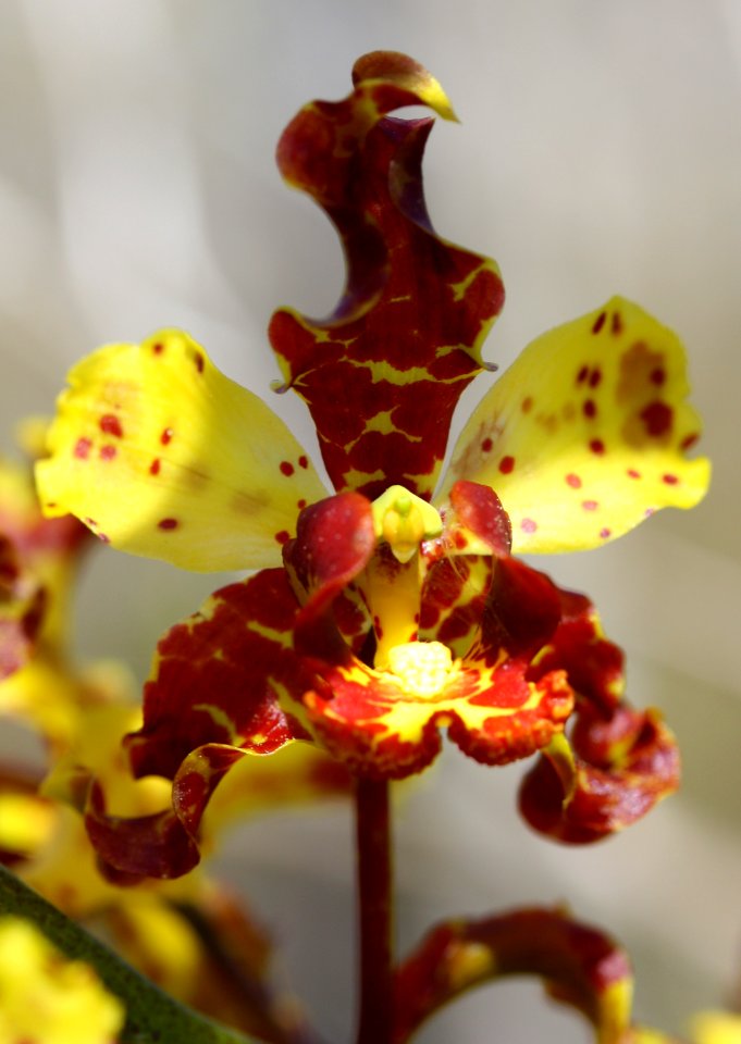 cowhorn orchid