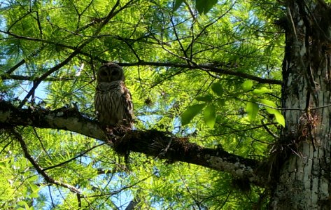 Barred Owl