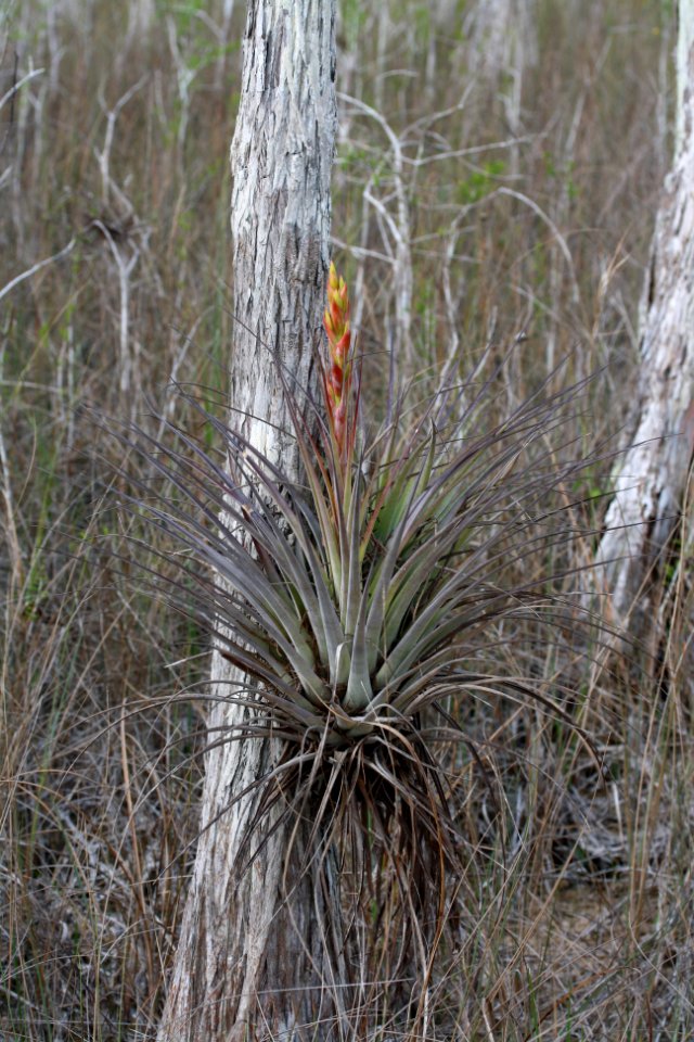 Cardinal Airplant