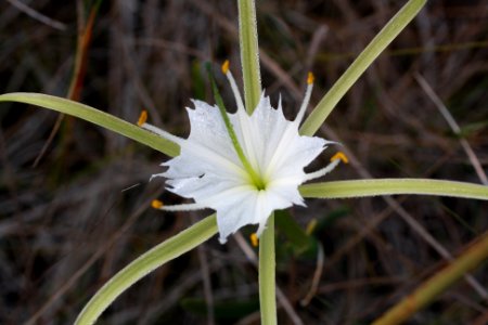 Spider Lily photo