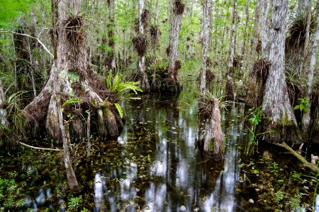 Swamp south of Oasis photo