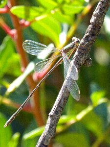 Branch wings insect photo