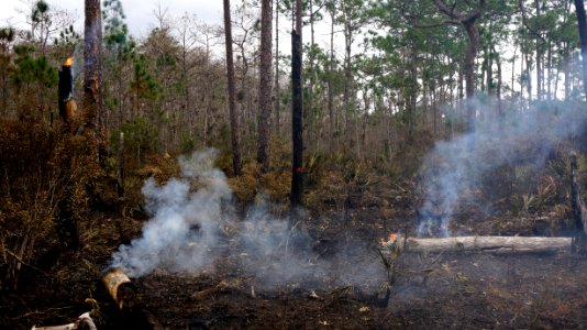Prescribed Burn snag