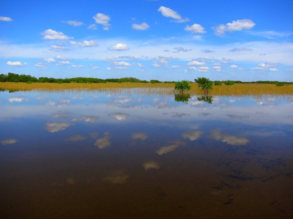 Marsh off Halfway Creek
