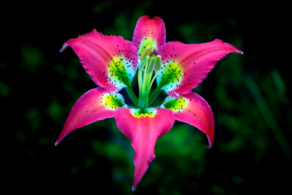 Pine Lilly
