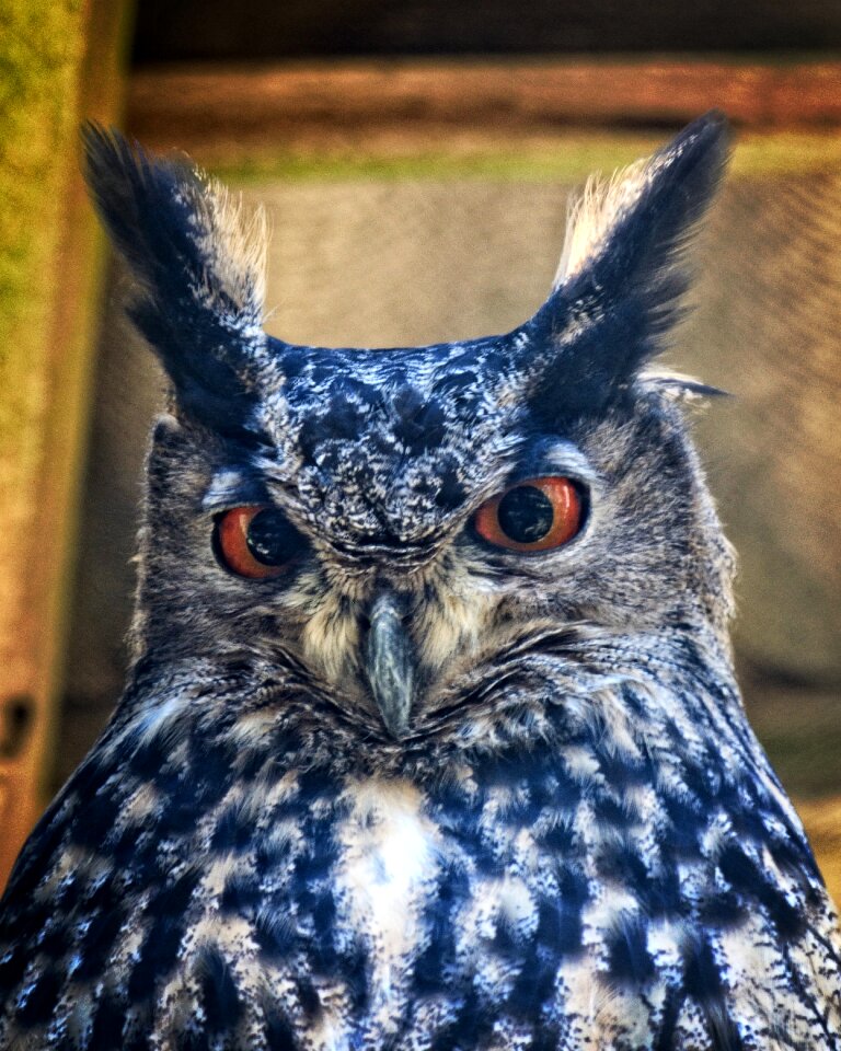 Owl night active portrait eyes