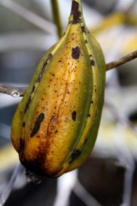 cowhorn seed pod