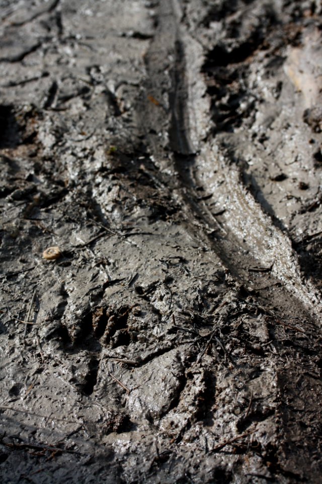 Alligator Trail