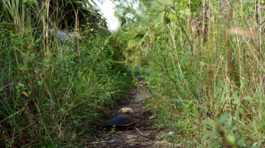 Turtle at Gator Hook