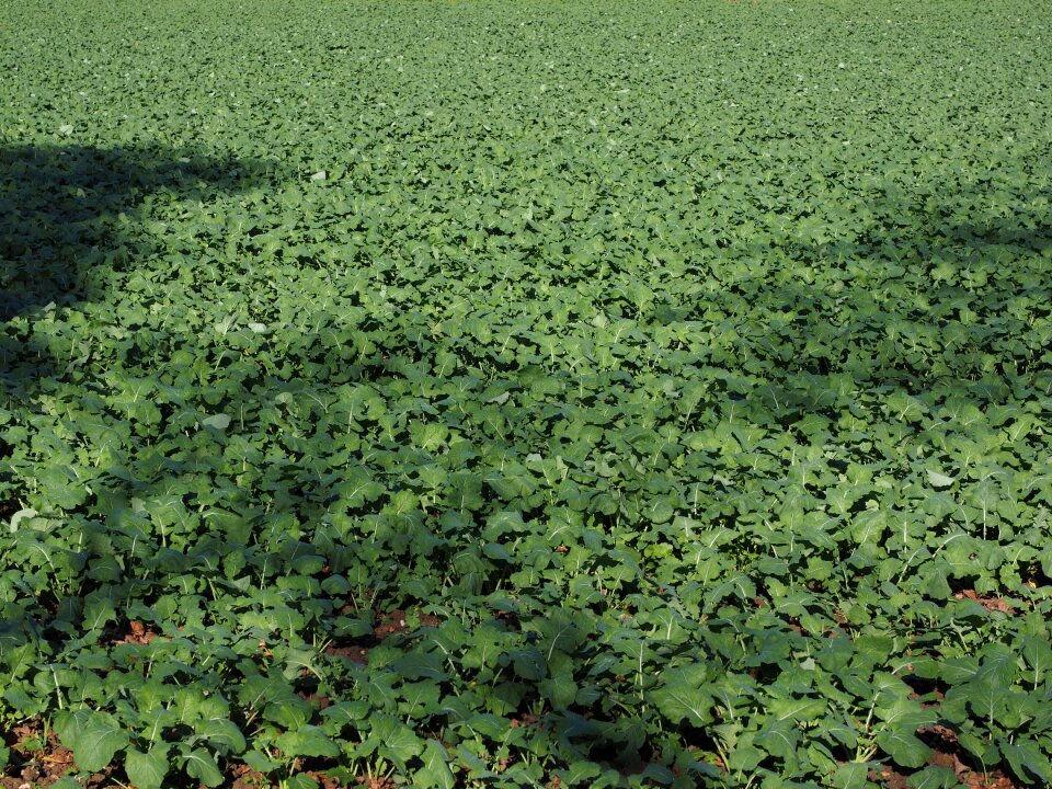 Green manure oilseed rape brassica napus photo