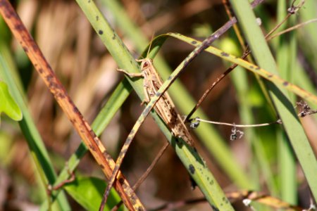 Grasshopper