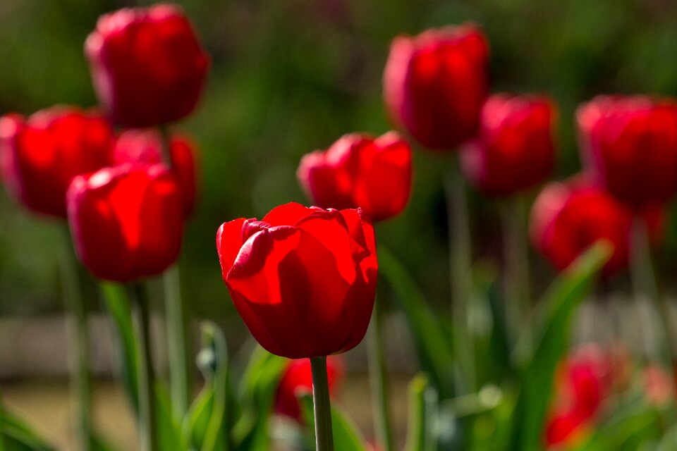 Colorful red flowers