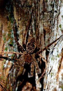 fish eating spider