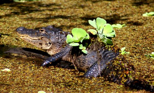 decorated gator photo