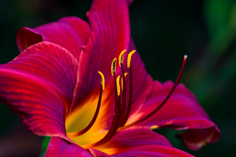 Flowers peony nature