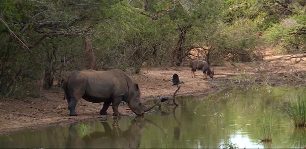 Magic trio-South Africa
