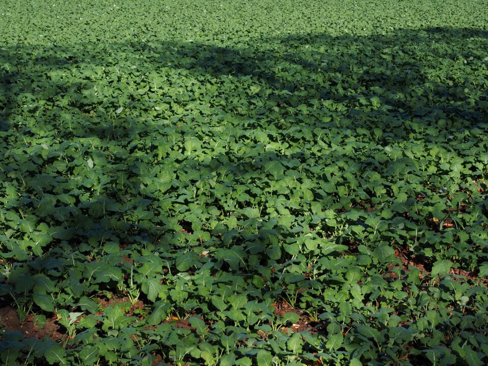 Winter oilseed rape oilseed rape brassica napus photo