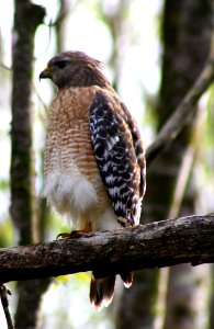 red shouldered hawk