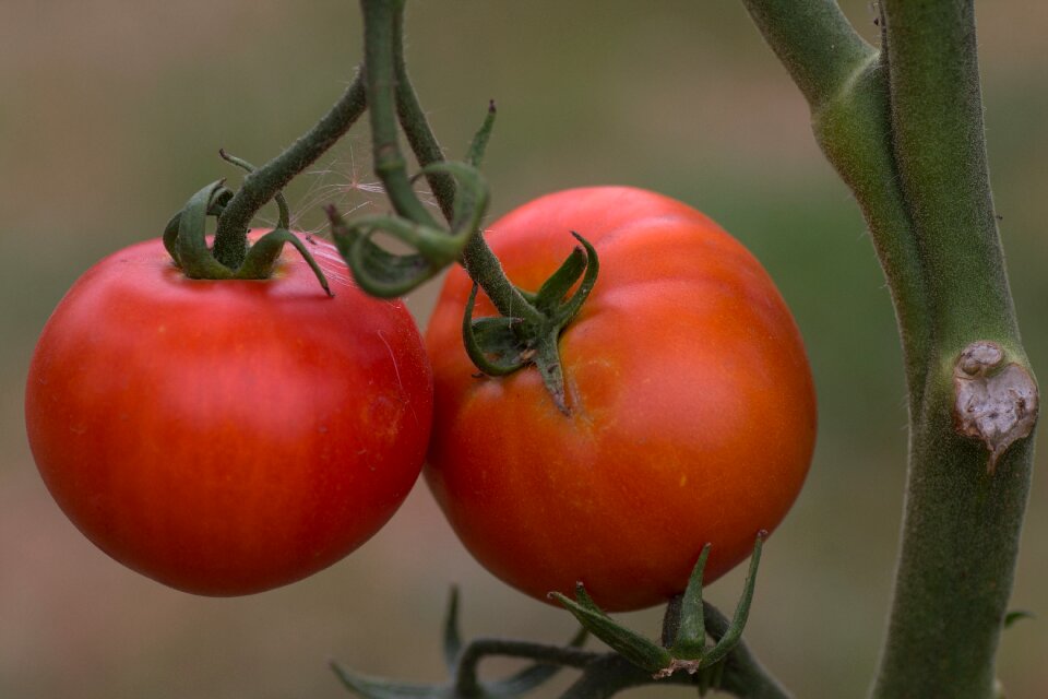 Tomatoes tomatenrispe macro